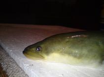 foto/diskuze/vseobecna/2010/th-img33425.jpg