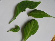 foto/diskuze/vseobecna/2010/th-img37369.jpg