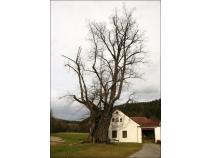 foto/diskuze/vseobecna/2010/th-img38821.jpg