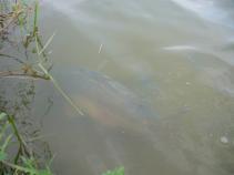 foto/diskuze/vseobecna/2011/th-img40246.jpg