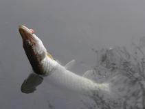 foto/diskuze/vseobecna/2011/th-img40249.jpg