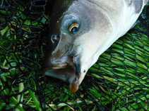 foto/diskuze/vseobecna/2011/th-img42388.jpg