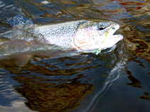 foto/diskuze/vseobecna/2011/th-img43212.jpg