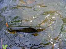 foto/diskuze/vseobecna/2011/th-img43706.jpg