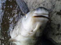 foto/diskuze/vseobecna/2011/th-img44354.jpg