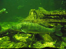 foto/diskuze/vseobecna/2011/th-img44482.jpg