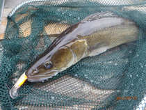 foto/diskuze/vseobecna/2012/th-img49900.jpg