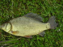 foto/diskuze/vseobecna/2012/th-img49933.jpg