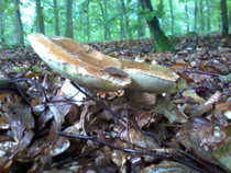 foto/diskuze/vseobecna/2012/th-img50492.jpg