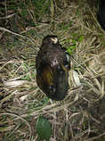 foto/diskuze/vseobecna/2012/th-img50599.jpg