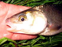 foto/diskuze/vseobecna/2012/th-img50690.jpg