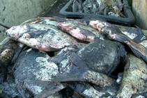 foto/diskuze/vseobecna/2012/th-img91164.jpg