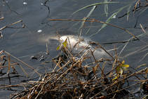 foto/diskuze/vseobecna/2012/th-img91169.jpg