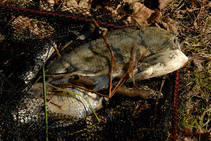 foto/diskuze/vseobecna/2012/th-img91171.jpg