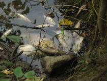 foto/diskuze/vseobecna/2013/th-img100560.jpg
