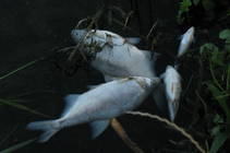 foto/diskuze/vseobecna/2013/th-img100580.jpg
