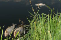 foto/diskuze/vseobecna/2013/th-img100585.jpg