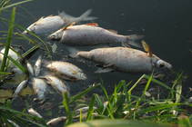 foto/diskuze/vseobecna/2013/th-img100586.jpg