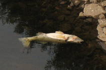 foto/diskuze/vseobecna/2013/th-img100590.jpg