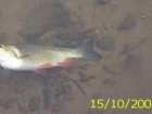 foto/diskuze/z_lovu/2005/th-img1460.jpg