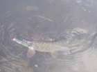 foto/diskuze/z_lovu/2005/th-img1666.jpg