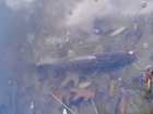 foto/diskuze/z_lovu/2005/th-img1667.jpg