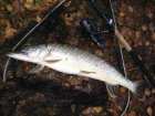foto/diskuze/z_lovu/2005/th-img1677.jpg
