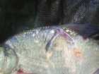 foto/diskuze/z_lovu/2005/th-img483.jpg