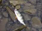 foto/diskuze/z_lovu/2005/th-img519.jpg