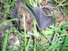 foto/diskuze/z_lovu/2005/th-img530.jpg