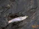foto/diskuze/z_lovu/2006/th-img10011.jpg