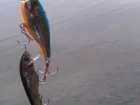 foto/diskuze/z_lovu/2006/th-img10025.jpg