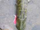foto/diskuze/z_lovu/2006/th-img10105.jpg