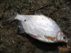 foto/diskuze/z_lovu/2006/th-img7127.jpg