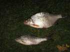 foto/diskuze/z_lovu/2006/th-img7459.jpg