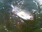 foto/diskuze/z_lovu/2006/th-img8794.jpg