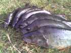 foto/diskuze/z_lovu/2006/th-img9081.jpg