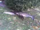 foto/diskuze/z_lovu/2006/th-img9132.jpg