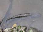 foto/diskuze/z_lovu/2006/th-img9141.jpg