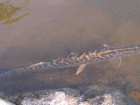 foto/diskuze/z_lovu/2006/th-img9377.jpg