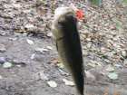 foto/diskuze/z_lovu/2006/th-img9933.jpg