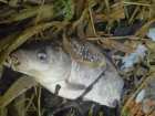 foto/diskuze/z_lovu/2007/th-img10958.jpg