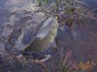 foto/diskuze/z_lovu/2007/th-img11555.jpg