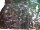 foto/diskuze/z_lovu/2007/th-img11646.jpg