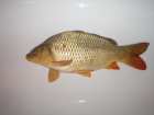 foto/diskuze/z_lovu/2007/th-img11780.jpg