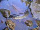 foto/diskuze/z_lovu/2007/th-img11870.jpg
