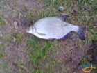 foto/diskuze/z_lovu/2007/th-img12034.jpg