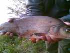 foto/diskuze/z_lovu/2007/th-img12103.jpg