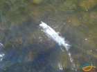foto/diskuze/z_lovu/2007/th-img12216.jpg