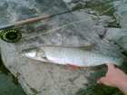foto/diskuze/z_lovu/2007/th-img12236.jpg